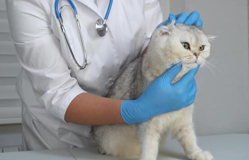 ветеринар осматривает кошку